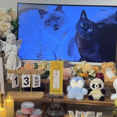 宠物家长客户见证